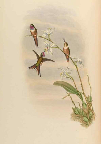 Reproducción/Reproduction 48629752913: A monograph of the Trochilidae, or family of humming-birds.. London :Henry Sothern & Co.,1887 [i.e. 1880-1887]. 
