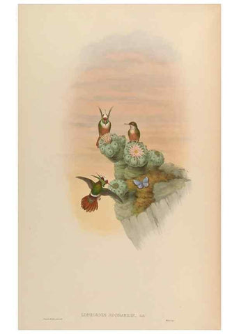 Reproducción/Reproduction 48630106871: A monograph of the Trochilidae, or family of humming-birds.. London :Henry Sothern & Co.,1887 [i.e. 1880-1887]. 