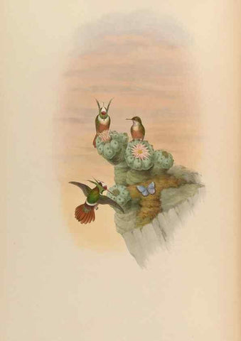 Reproducción/Reproduction 48630106871: A monograph of the Trochilidae, or family of humming-birds.. London :Henry Sothern & Co.,1887 [i.e. 1880-1887]. 