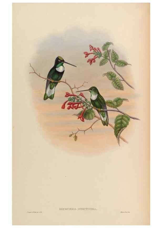 Reproducción/Reproduction 48630253852: A monograph of the Trochilidae, or family of humming-birds.. London :Henry Sothern & Co.,1887 [i.e. 1880-1887]. 