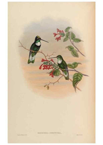 Reproducción/Reproduction 48630253852: A monograph of the Trochilidae, or family of humming-birds.. London :Henry Sothern & Co.,1887 [i.e. 1880-1887]. 