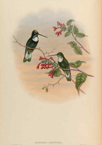 Reproducción/Reproduction 48630253852: A monograph of the Trochilidae, or family of humming-birds.. London :Henry Sothern & Co.,1887 [i.e. 1880-1887]. 
