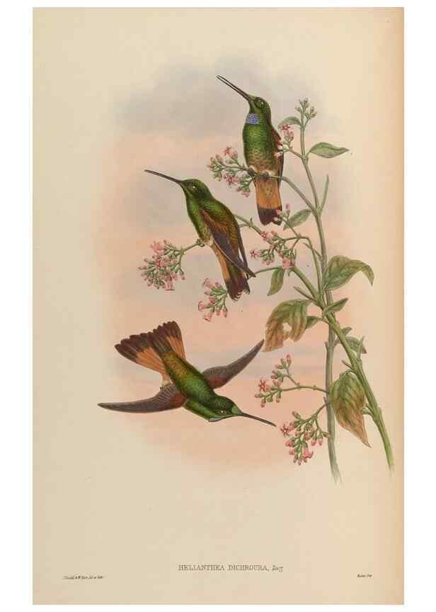Reproducción/Reproduction 48629746498: A monograph of the Trochilidae, or family of humming-birds.. London :Henry Sothern & Co.,1887 [i.e. 1880-1887]. 