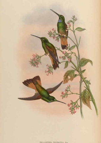 Reproducción/Reproduction 48629746498: A monograph of the Trochilidae, or family of humming-birds.. London :Henry Sothern & Co.,1887 [i.e. 1880-1887]. 