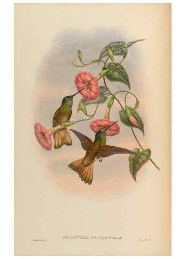Reproducción/Reproduction 48630252972: A monograph of the Trochilidae, or family of humming-birds.. London :Henry Sothern & Co.,1887 [i.e. 1880-1887]. 