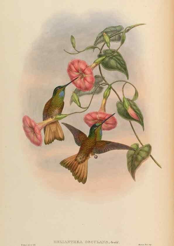 Reproducción/Reproduction 48630252972: A monograph of the Trochilidae, or family of humming-birds.. London :Henry Sothern & Co.,1887 [i.e. 1880-1887]. 