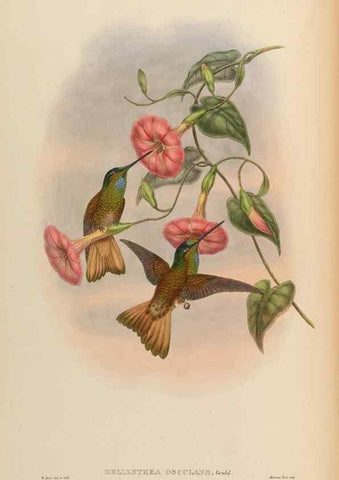 Reproducción/Reproduction 48630252972: A monograph of the Trochilidae, or family of humming-birds.. London :Henry Sothern & Co.,1887 [i.e. 1880-1887]. 