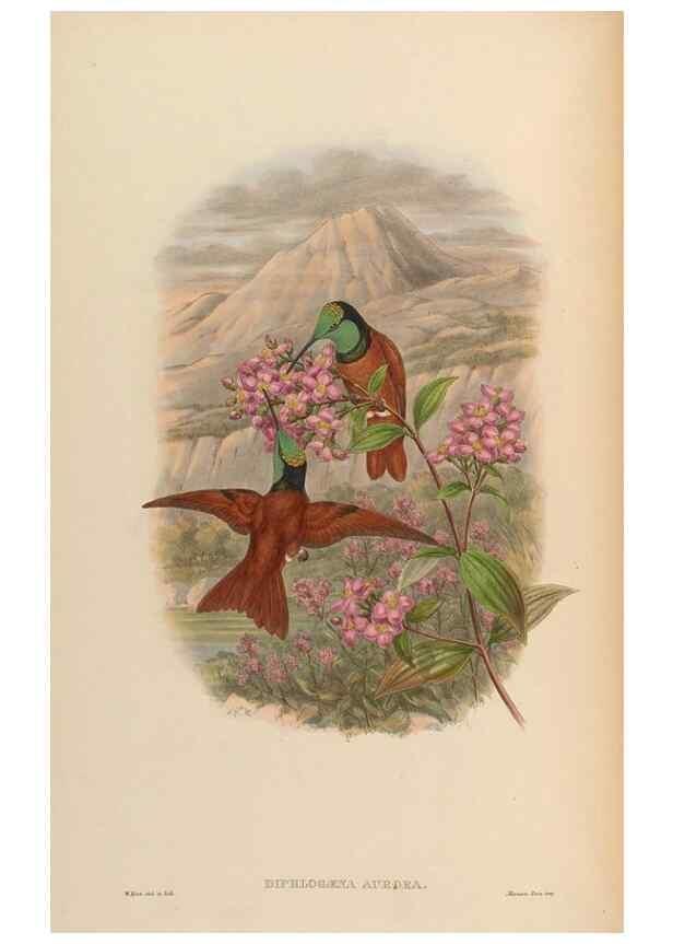 Reproducción/Reproduction 48630252682: A monograph of the Trochilidae, or family of humming-birds.. London :Henry Sothern & Co.,1887 [i.e. 1880-1887]. 