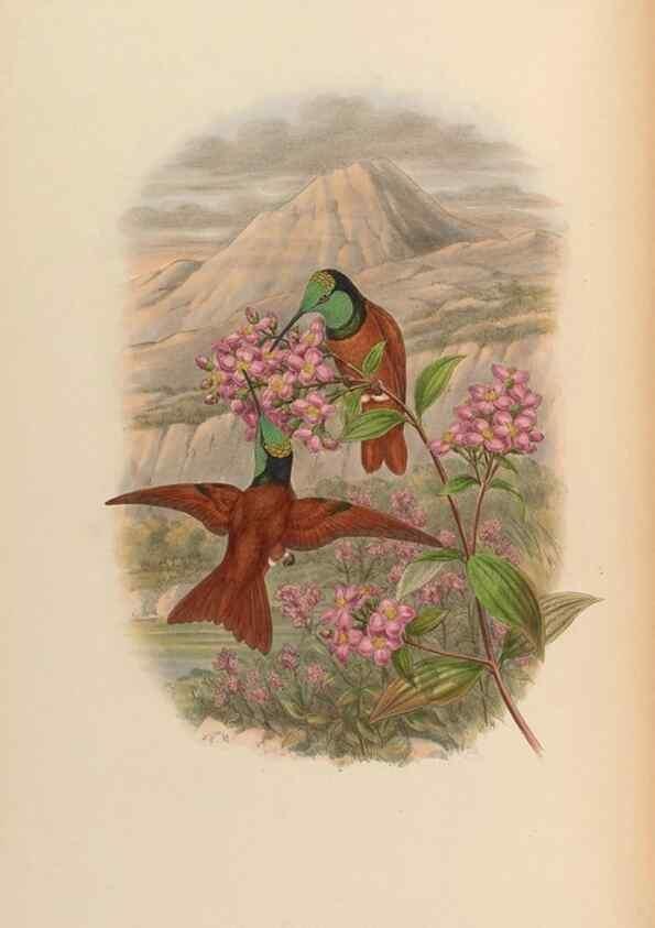 Reproducción/Reproduction 48630252682: A monograph of the Trochilidae, or family of humming-birds.. London :Henry Sothern & Co.,1887 [i.e. 1880-1887]. 
