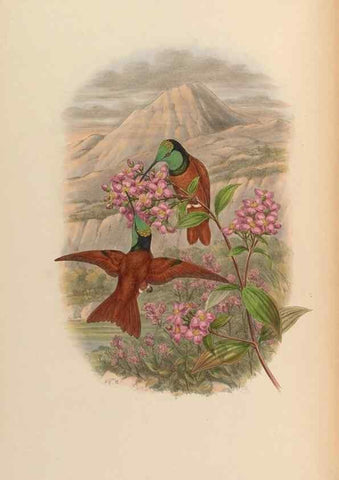 Reproducción/Reproduction 48630252682: A monograph of the Trochilidae, or family of humming-birds.. London :Henry Sothern & Co.,1887 [i.e. 1880-1887]. 