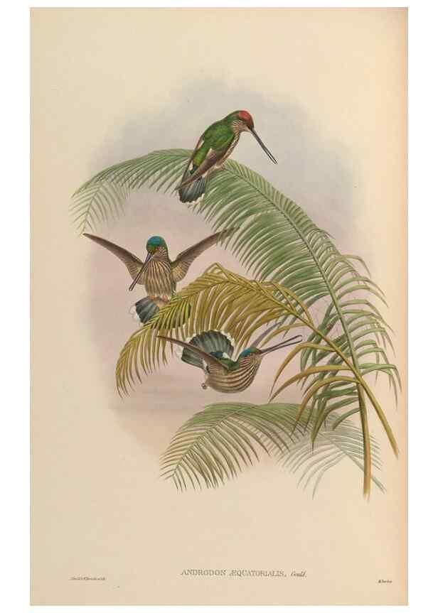 Reproducción/Reproduction 48630234607: A monograph of the Trochilidae, or family of humming-birds.. London :Henry Sothern & Co.,1887 [i.e. 1880-1887]. 