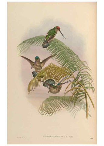 Reproducción/Reproduction 48630234607: A monograph of the Trochilidae, or family of humming-birds.. London :Henry Sothern & Co.,1887 [i.e. 1880-1887]. 