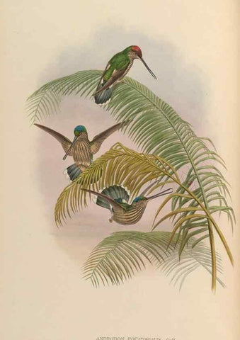 Reproducción/Reproduction 48630234607: A monograph of the Trochilidae, or family of humming-birds.. London :Henry Sothern & Co.,1887 [i.e. 1880-1887]. 