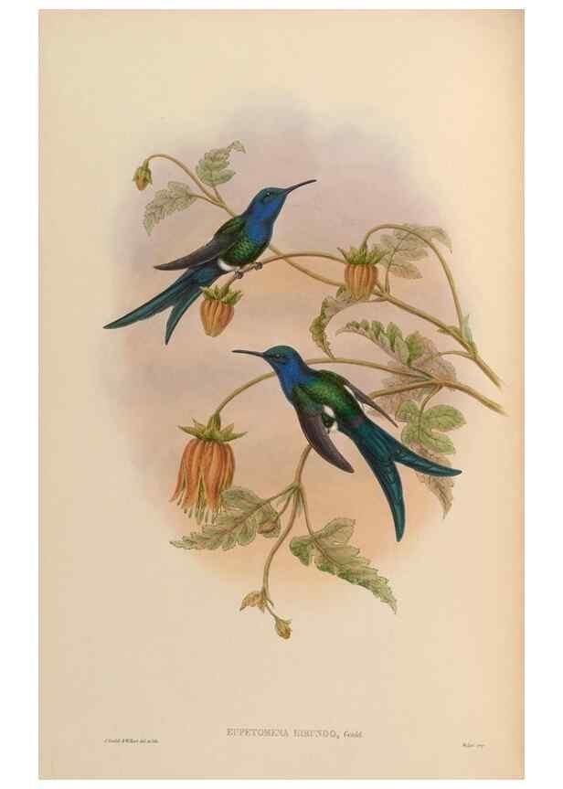 Reproducción/Reproduction 48630094086: A monograph of the Trochilidae, or family of humming-birds.. London :Henry Sothern & Co.,1887 [i.e. 1880-1887]. 