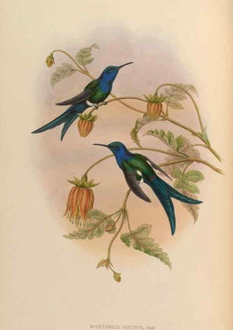 Reproducción/Reproduction 48630094086: A monograph of the Trochilidae, or family of humming-birds.. London :Henry Sothern & Co.,1887 [i.e. 1880-1887]. 