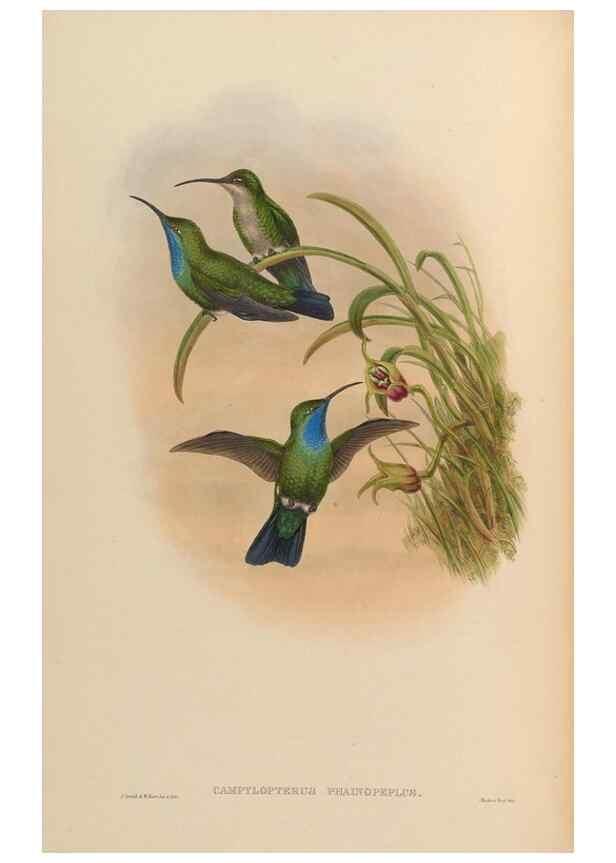 Reproducción/Reproduction 48629739638: A monograph of the Trochilidae, or family of humming-birds.. London :Henry Sothern & Co.,1887 [i.e. 1880-1887]. 