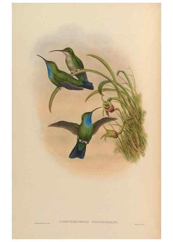 Reproducción/Reproduction 48629739638: A monograph of the Trochilidae, or family of humming-birds.. London :Henry Sothern & Co.,1887 [i.e. 1880-1887]. 