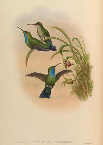 Reproducción/Reproduction 48629739638: A monograph of the Trochilidae, or family of humming-birds.. London :Henry Sothern & Co.,1887 [i.e. 1880-1887]. 