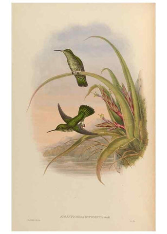 Reproducción/Reproduction 48630247437: A monograph of the Trochilidae, or family of humming-birds.. London :Henry Sothern & Co.,1887 [i.e. 1880-1887]. 