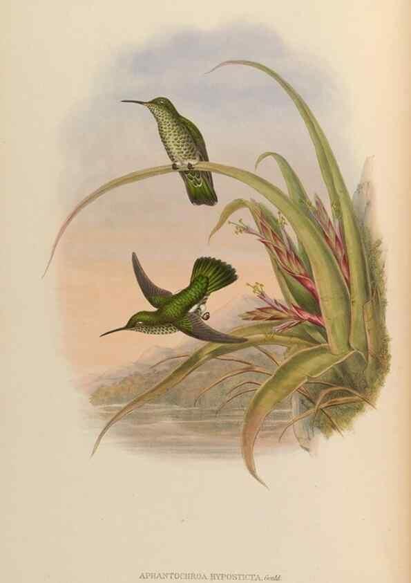 Reproducción/Reproduction 48630247437: A monograph of the Trochilidae, or family of humming-birds.. London :Henry Sothern & Co.,1887 [i.e. 1880-1887]. 