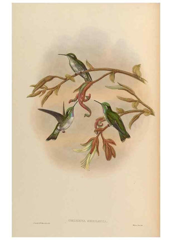 Reproducción/Reproduction 48629740463: A monograph of the Trochilidae, or family of humming-birds.. London :Henry Sothern & Co.,1887 [i.e. 1880-1887]. 