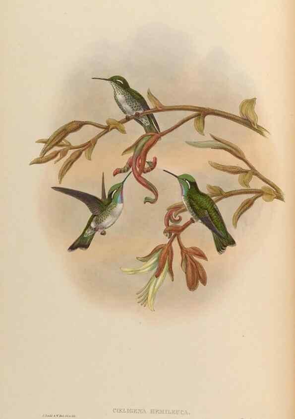 Reproducción/Reproduction 48629740463: A monograph of the Trochilidae, or family of humming-birds.. London :Henry Sothern & Co.,1887 [i.e. 1880-1887]. 