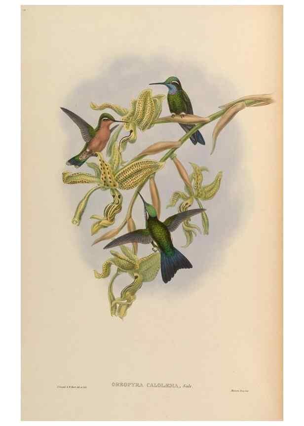 Reproducción/Reproduction 48629740868: A monograph of the Trochilidae, or family of humming-birds.. London :Henry Sothern & Co.,1887 [i.e. 1880-1887]. 