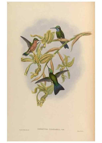 Reproducción/Reproduction 48629740868: A monograph of the Trochilidae, or family of humming-birds.. London :Henry Sothern & Co.,1887 [i.e. 1880-1887]. 