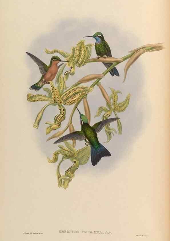 Reproducción/Reproduction 48629740868: A monograph of the Trochilidae, or family of humming-birds.. London :Henry Sothern & Co.,1887 [i.e. 1880-1887]. 