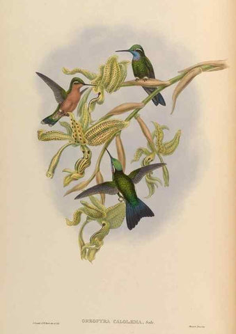 Reproducción/Reproduction 48629740868: A monograph of the Trochilidae, or family of humming-birds.. London :Henry Sothern & Co.,1887 [i.e. 1880-1887]. 