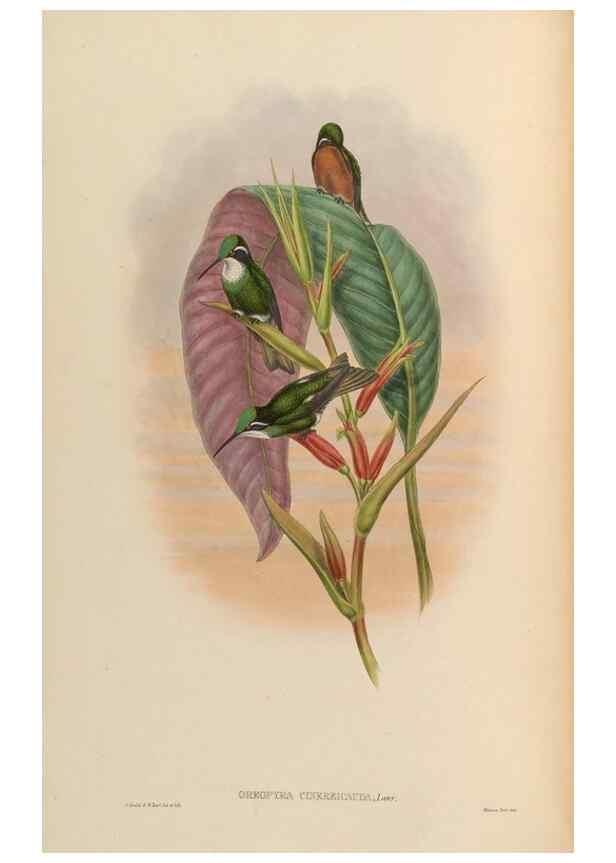 Reproducción/Reproduction 48630095991: A monograph of the Trochilidae, or family of humming-birds.. London :Henry Sothern & Co.,1887 [i.e. 1880-1887]. 