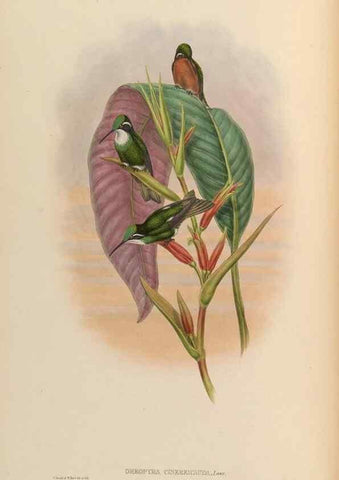 Reproducción/Reproduction 48630095991: A monograph of the Trochilidae, or family of humming-birds.. London :Henry Sothern & Co.,1887 [i.e. 1880-1887]. 
