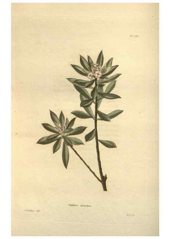 Reproducción/Reproduction 48624092516: The botanical cabinet. London :John & Arthur Arch ...,1817-1833.. 