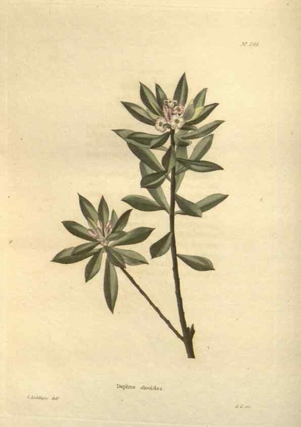 Reproducción/Reproduction 48624092516: The botanical cabinet. London :John & Arthur Arch ...,1817-1833.. 