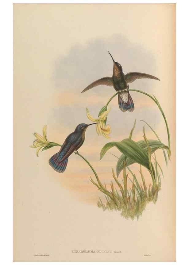 Reproducción/Reproduction 48629741818: A monograph of the Trochilidae, or family of humming-birds.. London :Henry Sothern & Co.,1887 [i.e. 1880-1887]. 