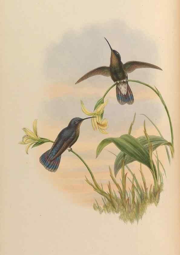 Reproducción/Reproduction 48629741818: A monograph of the Trochilidae, or family of humming-birds.. London :Henry Sothern & Co.,1887 [i.e. 1880-1887]. 