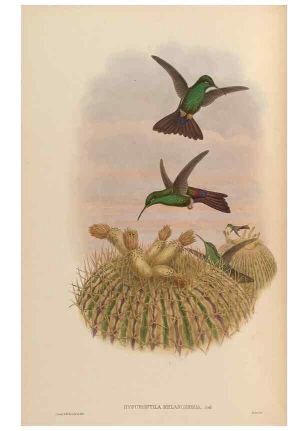 Reproducción/Reproduction 48629742758: A monograph of the Trochilidae, or family of humming-birds.. London :Henry Sothern & Co.,1887 [i.e. 1880-1887]. 