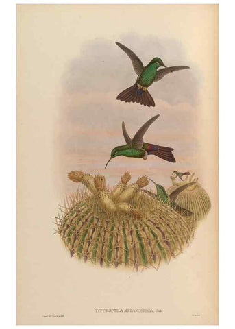 Reproducción/Reproduction 48629742758: A monograph of the Trochilidae, or family of humming-birds.. London :Henry Sothern & Co.,1887 [i.e. 1880-1887]. 