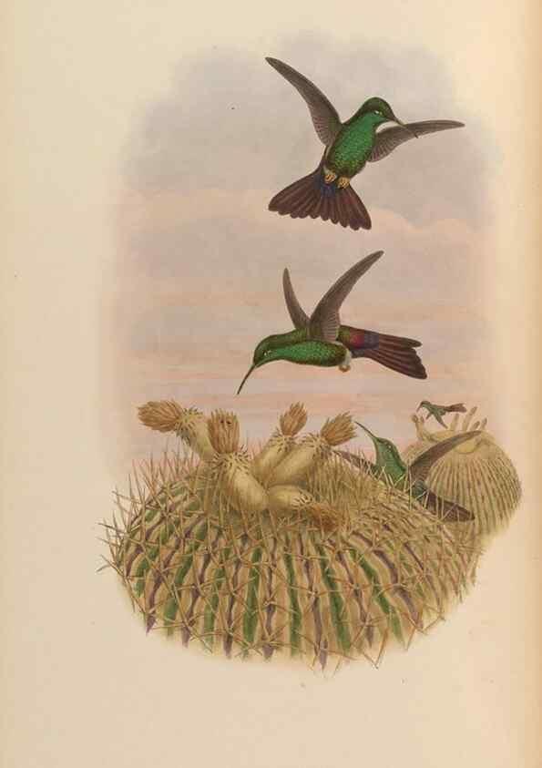 Reproducción/Reproduction 48629742758: A monograph of the Trochilidae, or family of humming-birds.. London :Henry Sothern & Co.,1887 [i.e. 1880-1887]. 