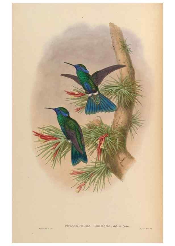 Reproducción/Reproduction 48630250332: A monograph of the Trochilidae, or family of humming-birds.. London :Henry Sothern & Co.,1887 [i.e. 1880-1887]. 