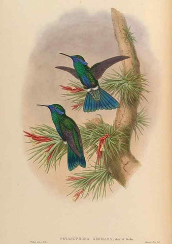 Reproducción/Reproduction 48630250332: A monograph of the Trochilidae, or family of humming-birds.. London :Henry Sothern & Co.,1887 [i.e. 1880-1887]. 