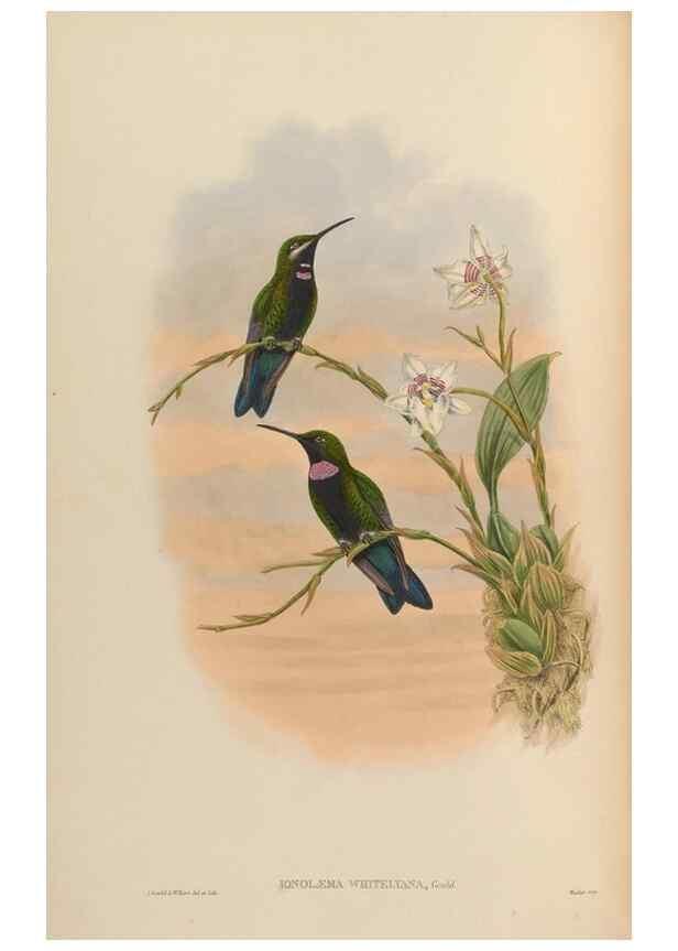 Reproducción/Reproduction 48629743633: A monograph of the Trochilidae, or family of humming-birds.. London :Henry Sothern & Co.,1887 [i.e. 1880-1887]. 