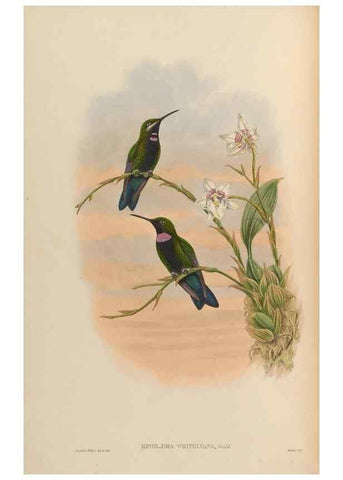Reproducción/Reproduction 48629743633: A monograph of the Trochilidae, or family of humming-birds.. London :Henry Sothern & Co.,1887 [i.e. 1880-1887]. 