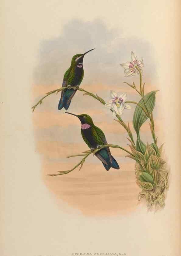 Reproducción/Reproduction 48629743633: A monograph of the Trochilidae, or family of humming-birds.. London :Henry Sothern & Co.,1887 [i.e. 1880-1887]. 