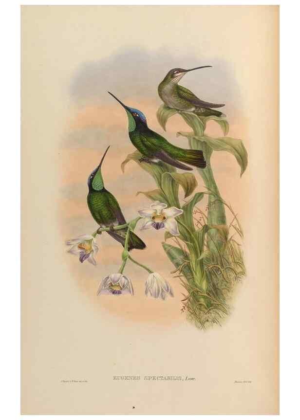 Reproducción/Reproduction 48629743978: A monograph of the Trochilidae, or family of humming-birds.. London :Henry Sothern & Co.,1887 [i.e. 1880-1887]. 