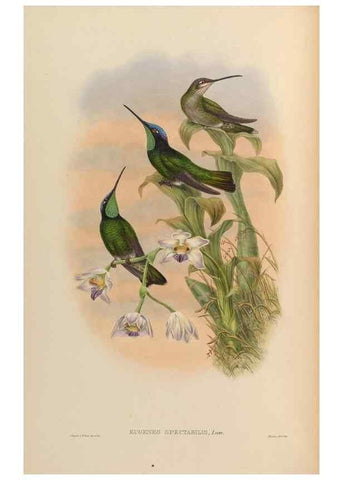 Reproducción/Reproduction 48629743978: A monograph of the Trochilidae, or family of humming-birds.. London :Henry Sothern & Co.,1887 [i.e. 1880-1887]. 