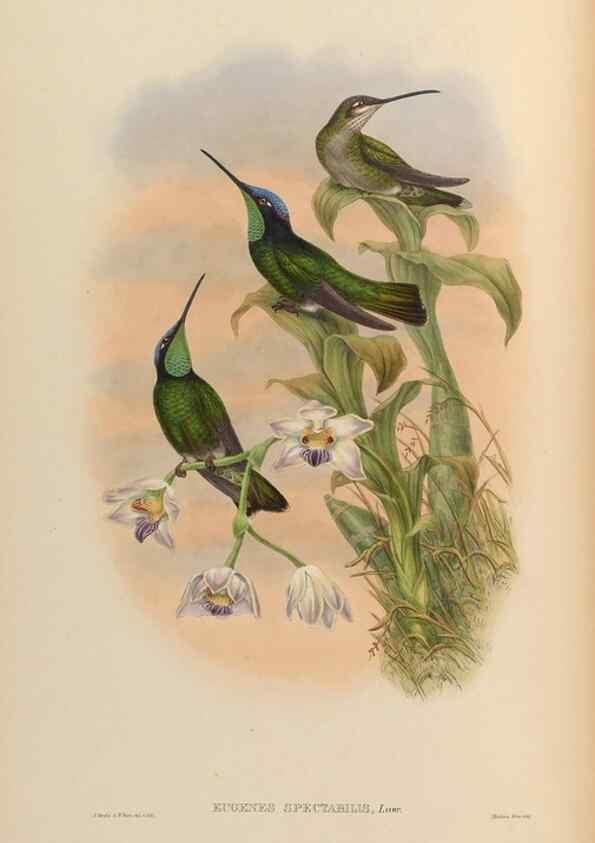 Reproducción/Reproduction 48629743978: A monograph of the Trochilidae, or family of humming-birds.. London :Henry Sothern & Co.,1887 [i.e. 1880-1887]. 
