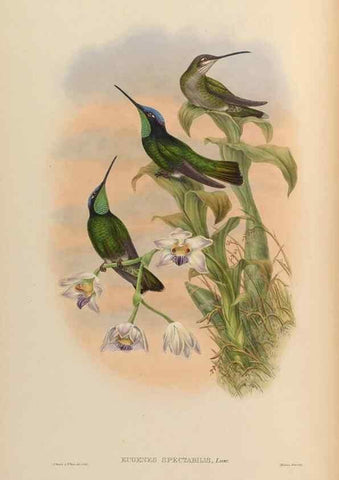 Reproducción/Reproduction 48629743978: A monograph of the Trochilidae, or family of humming-birds.. London :Henry Sothern & Co.,1887 [i.e. 1880-1887]. 