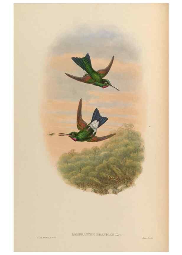 Reproducción/Reproduction 48630098701: A monograph of the Trochilidae, or family of humming-birds.. London :Henry Sothern & Co.,1887 [i.e. 1880-1887]. 
