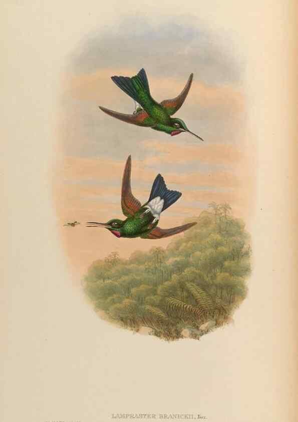 Reproducción/Reproduction 48630098701: A monograph of the Trochilidae, or family of humming-birds.. London :Henry Sothern & Co.,1887 [i.e. 1880-1887]. 